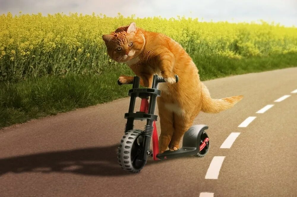 Cat bike. Котик на самокате. Кошачий самокат. Котик на велосипеде. Котик едет на самокате.