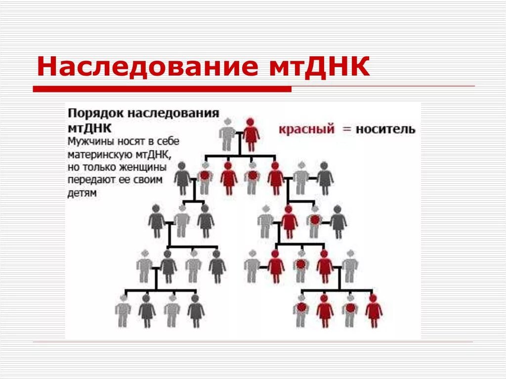 По наследству. Передаются ли гены по наследству. Как передается по наследству признак. Схема наследования ДНК от родителей. Наследственную природу имеют