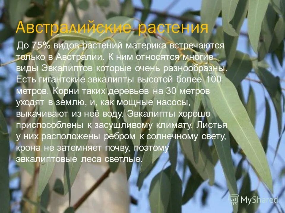 75 процентов видов растений этого материка. таблица по биологии 5 класс животные на материках. природные зоны австралии 7 класс география. животные и растения материков таблица. биомы земли.