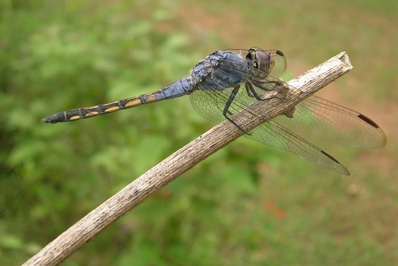 Стрекозы список. Стрекозы список. 2. Четырёхпятнистая стрекоза. Голубая стрекоза ермаков.