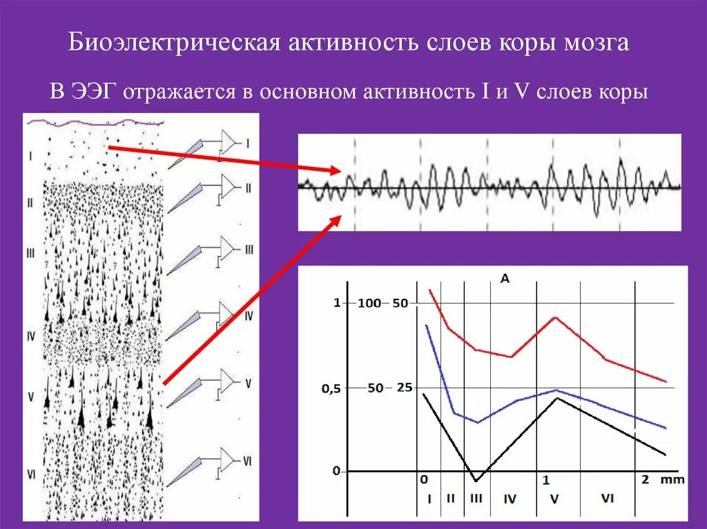 Умеренные изменения бэа мозга. Биоэлектрическая активность головного мозга. Биоэлектрическая активность головного мозга физиология. Метод регистрации биоэлектрической активности головного мозга. Мозг активность ЭЭГ.