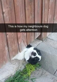 Neighbor dog