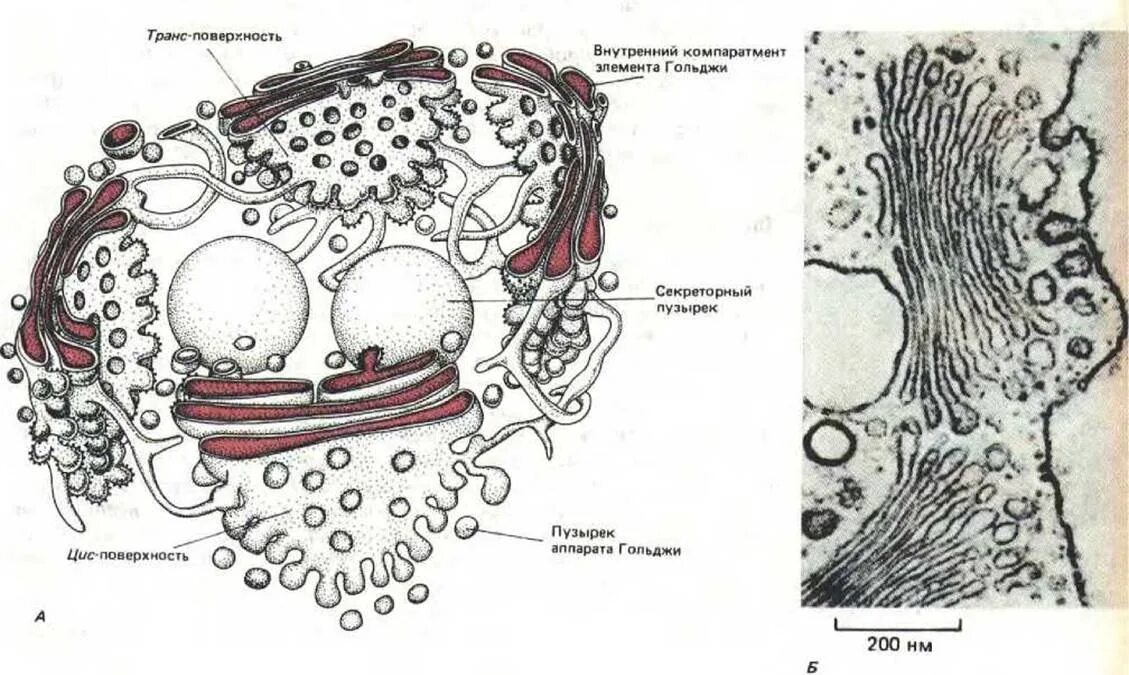 Выполняет секреторную функцию аппарат гольджи. Секреторные пузырьки комплекса Гольджи. Аппарат Гольджи образование секреторных пузырьков. Аппарат Гольджи секреторные везикулы. Цистерны аппарата Гольджи.