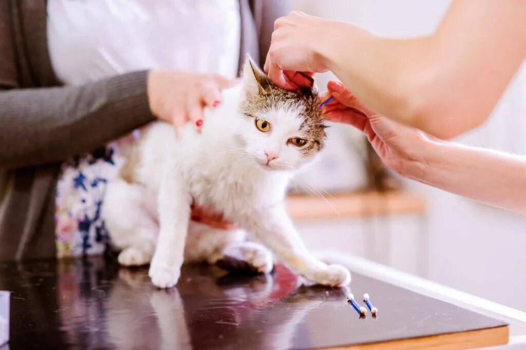 Как почистить уши котенку. Как почистить уши кошке. чистка ушей у кошек в домашних условиях.