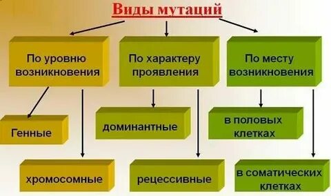 Виды мутаций и причины их возникновения