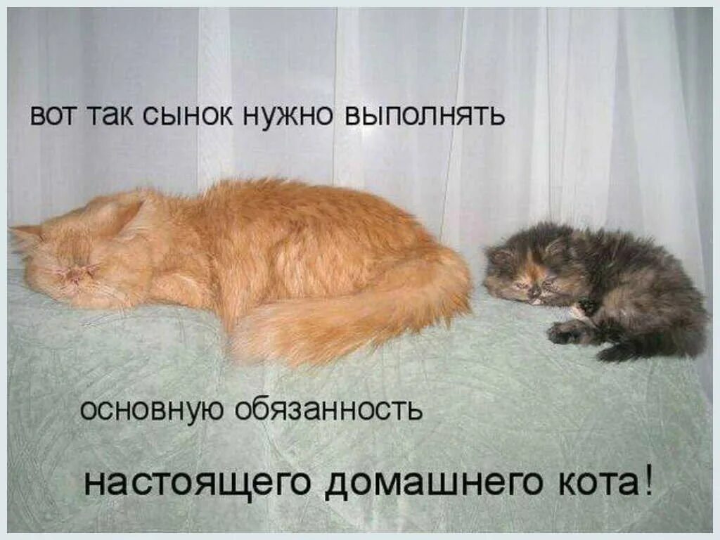 смешные котики с надписями. котики приколы с надписями. кот смешные надписи. прикольные коты с надписями. смешные коты с надписями.