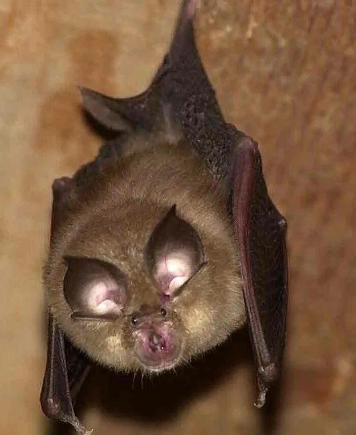 Зрение мыши. Rhinolophus hipposideros. Малый подковонос летучие мыши. Рукокрылые летучие мыши. Малый подковонос (Rhinolophus hipposideros).