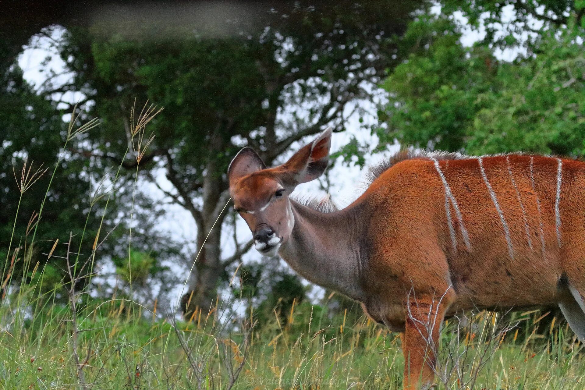 Антилопа южной африки 5. Национальный парк Крюгера антилопы. Национальный парк Крюгера ЮАР животные. Растительный и животный мир ЮАР.