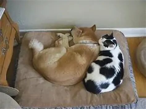 Спящие кот и собака. Кошка и собака спят вместе. спящие животные гиф.