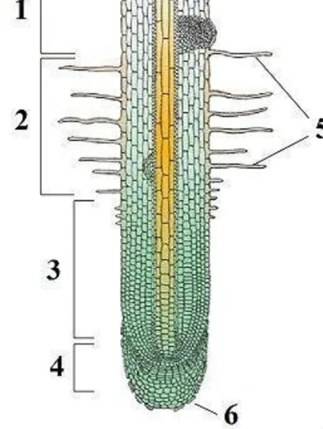 Зоны корня. Зона проведения срез. Зоны корня рисунок. Зона корня корневые волоски их функция.