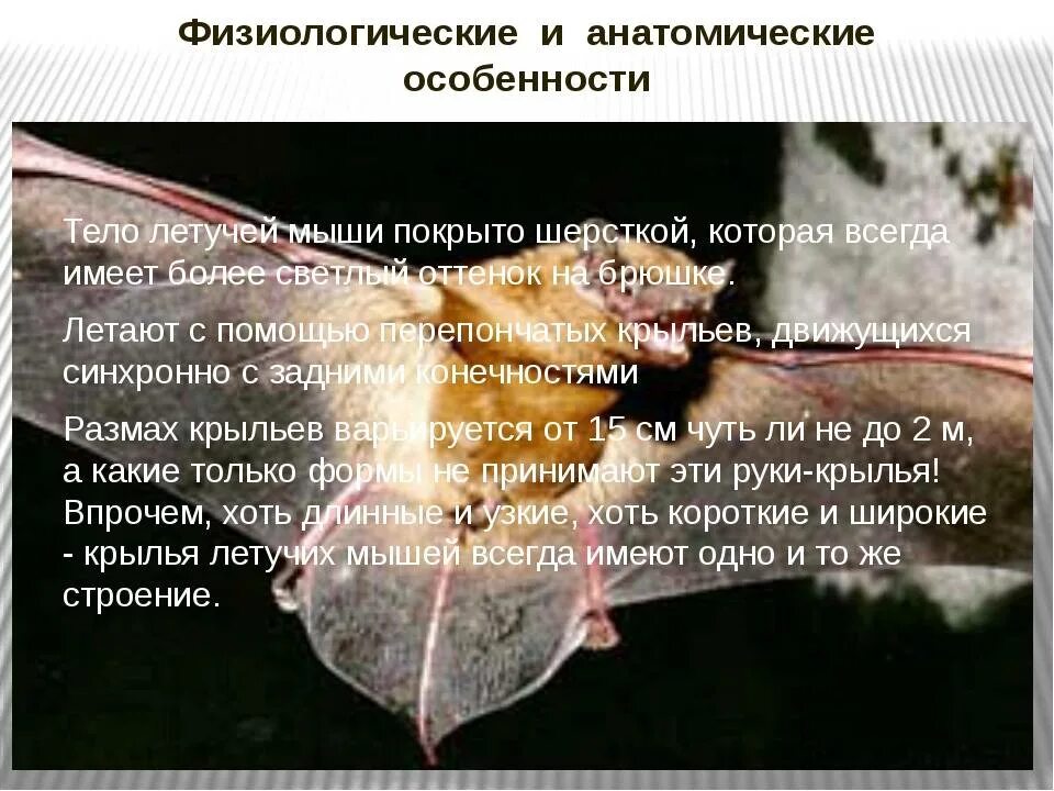 Какой тип сенсорной системы используют летучие мыши. Выделительная система летучих мышей. летучая мышь анатомия. строение летучей мыши. внутренние органы летучей мыши.