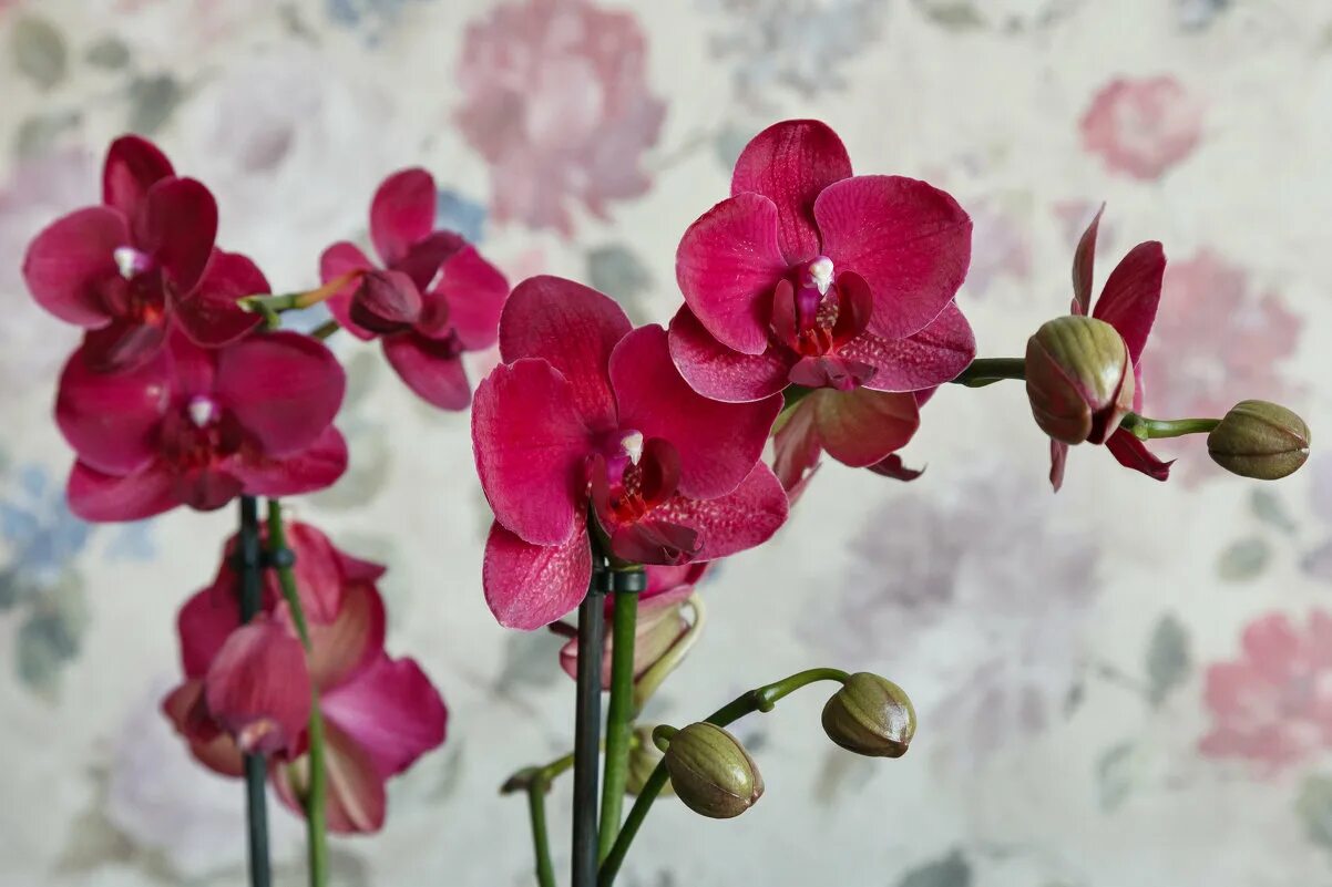 Тц вега комсомольск. Орхидея борисов. Салон орхидея мытищи. Орхидея борисоглебск. Салон красоты орхидея.