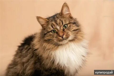 Сибирский котенок в добрые