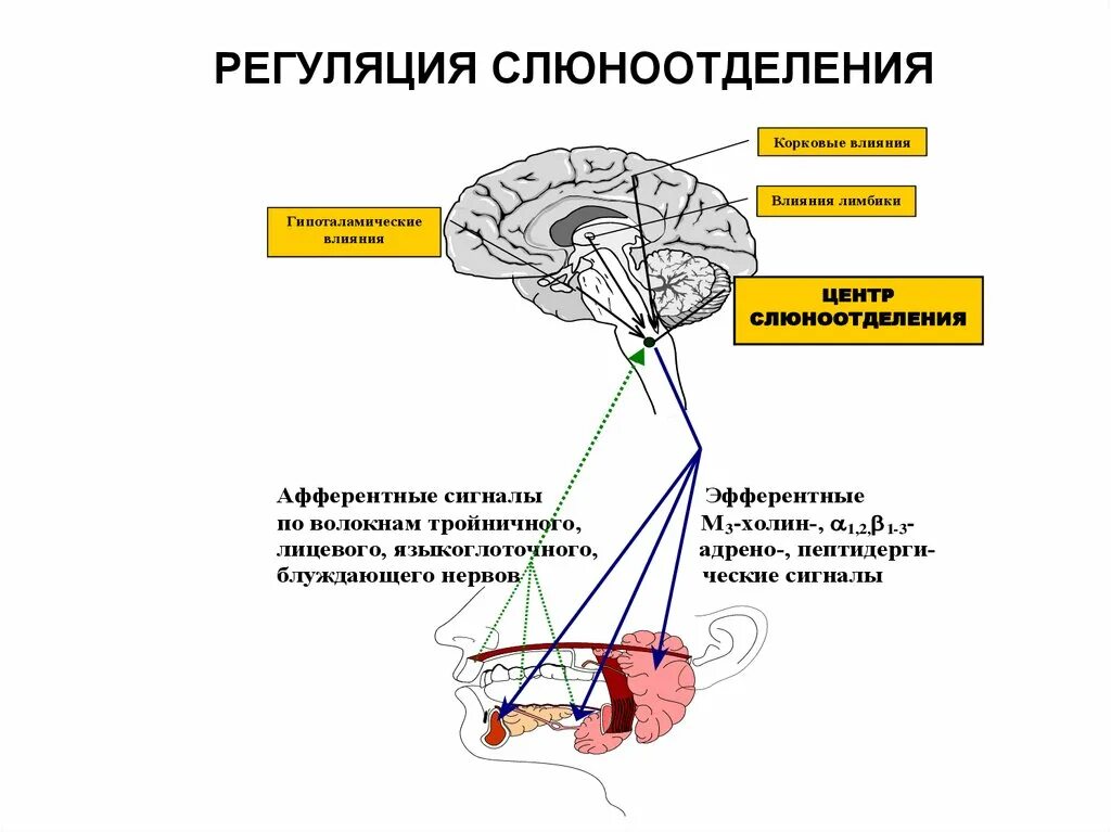 Слюноотделение. Схема регуляции секреции слюны. Безусловная рефлекторная регуляция слюноотделения. Схема регуляции секреции слюноотделения. Схема рефлекса слюноотделения физиология.