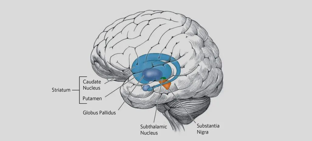 Хвостатое ядро мозга. Полосатое тело мозга. Полосатые тела переднего мозга. Базальный передний мозг. Дорсальный и вентральный стриатум.