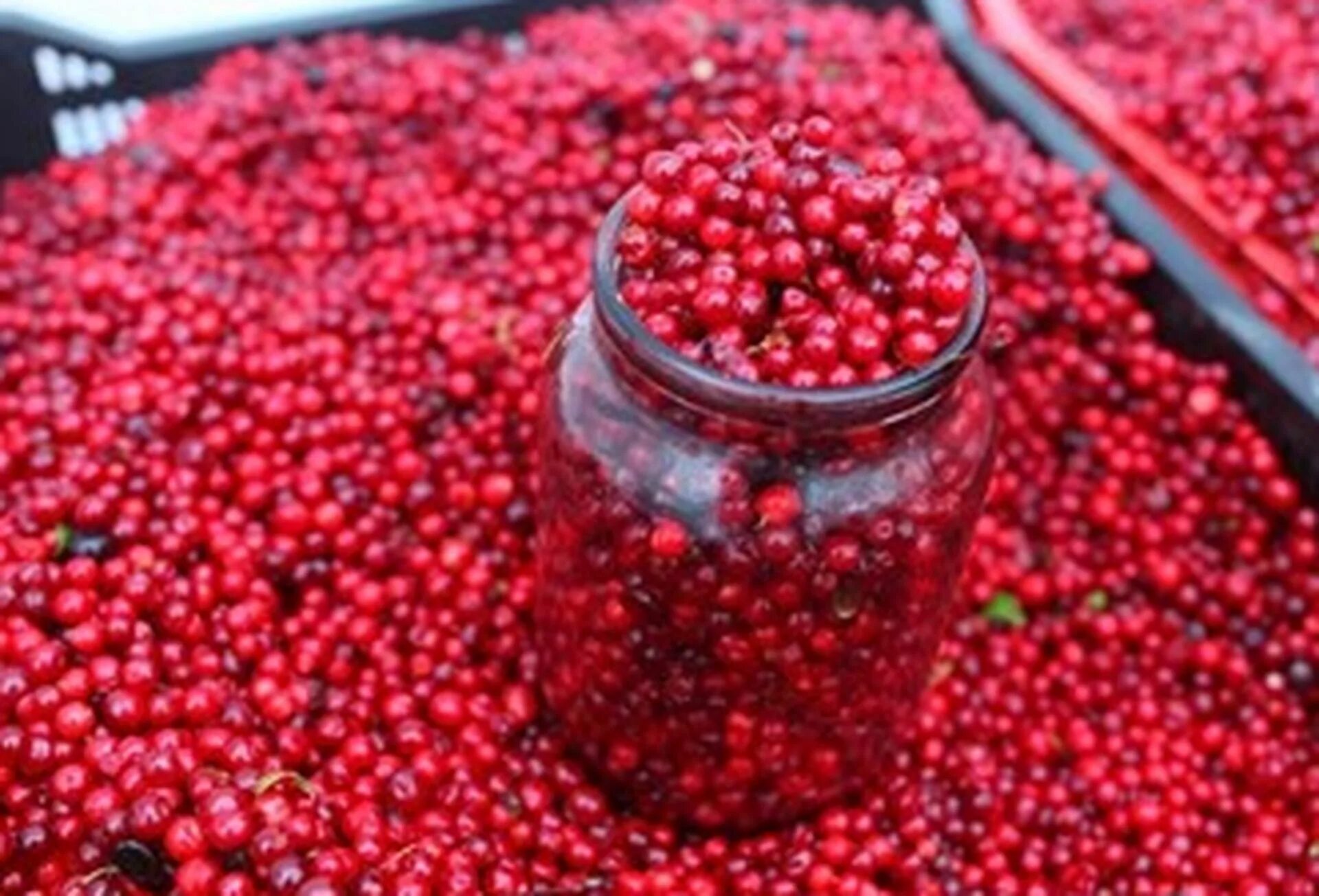 Дикоросы югры. Дикоросы приморской тайги. Черника брусника клюква. Собирать ягоды. Что за ягода.