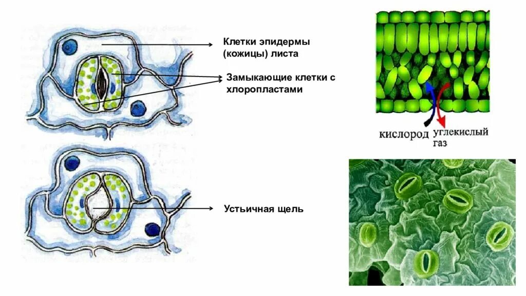 Хлоропласты в устьицах. Строение эпидермы листа. Эпидермис листа с устьицами. Клетки эпидермы растений. Устьичная щель в кожице листа.