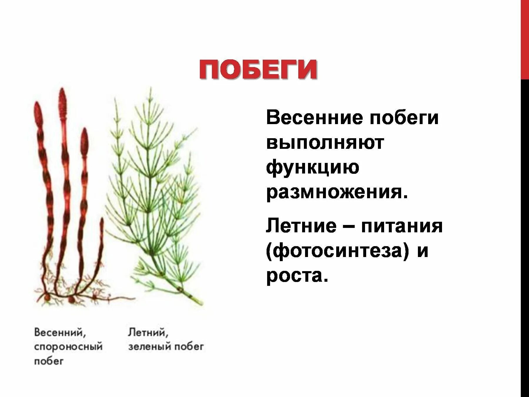 Хвощ полевой весенние и летние побеги. Летний побег хвоща полевого. Хвощевидные весенний побег. Спороносный побег хвоща. Почему хвощ высшее растение