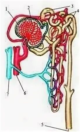 Строение нефрона человека схема. Нефрон почки человека. Почки анатомия человека нефрон. Капсула и каналец нефрона. Части нефрона канальцы.