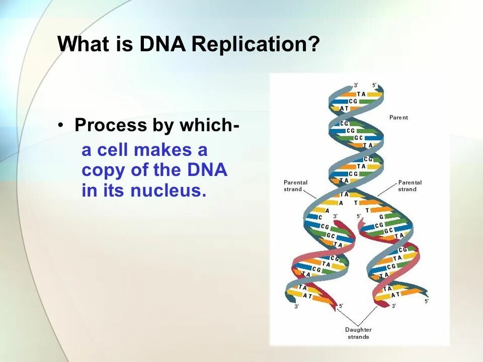 What is a dna. Dna replication presentation. what is dna. процесс репликации днк. признаки репликации днк.