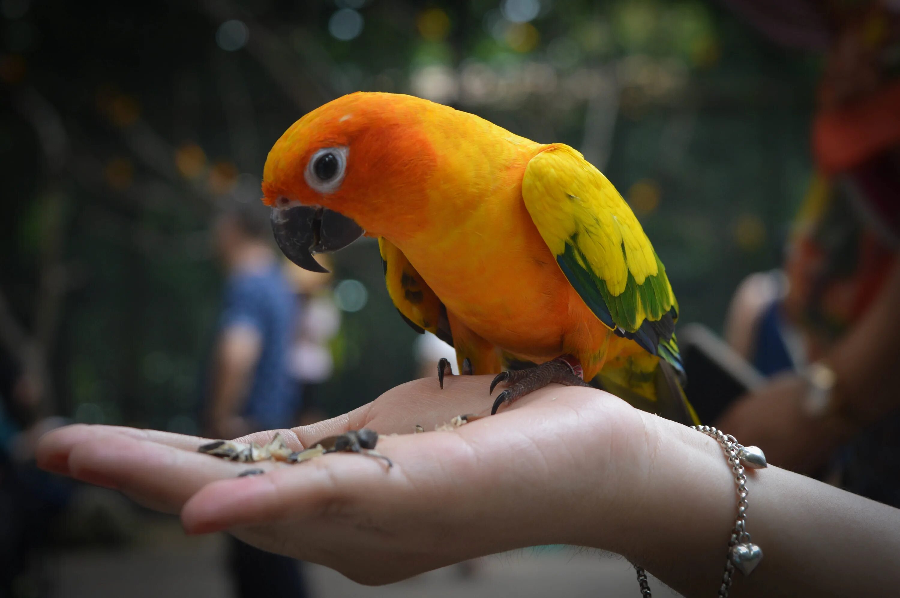 Exotic animals pets. Неразлучники попугаи. Сенегальский попугай. Золотая аратинга. Красивые домашние попугаи.