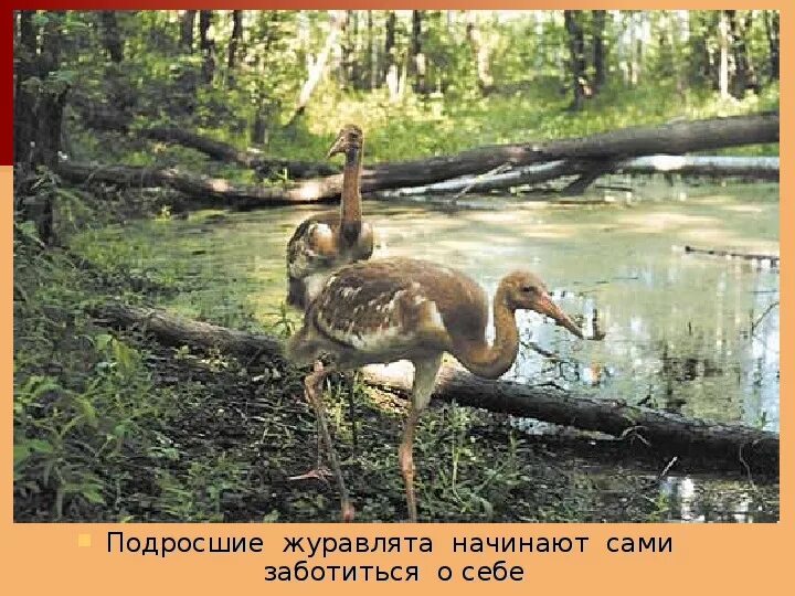Журавленок содержание. Журавленок содержание