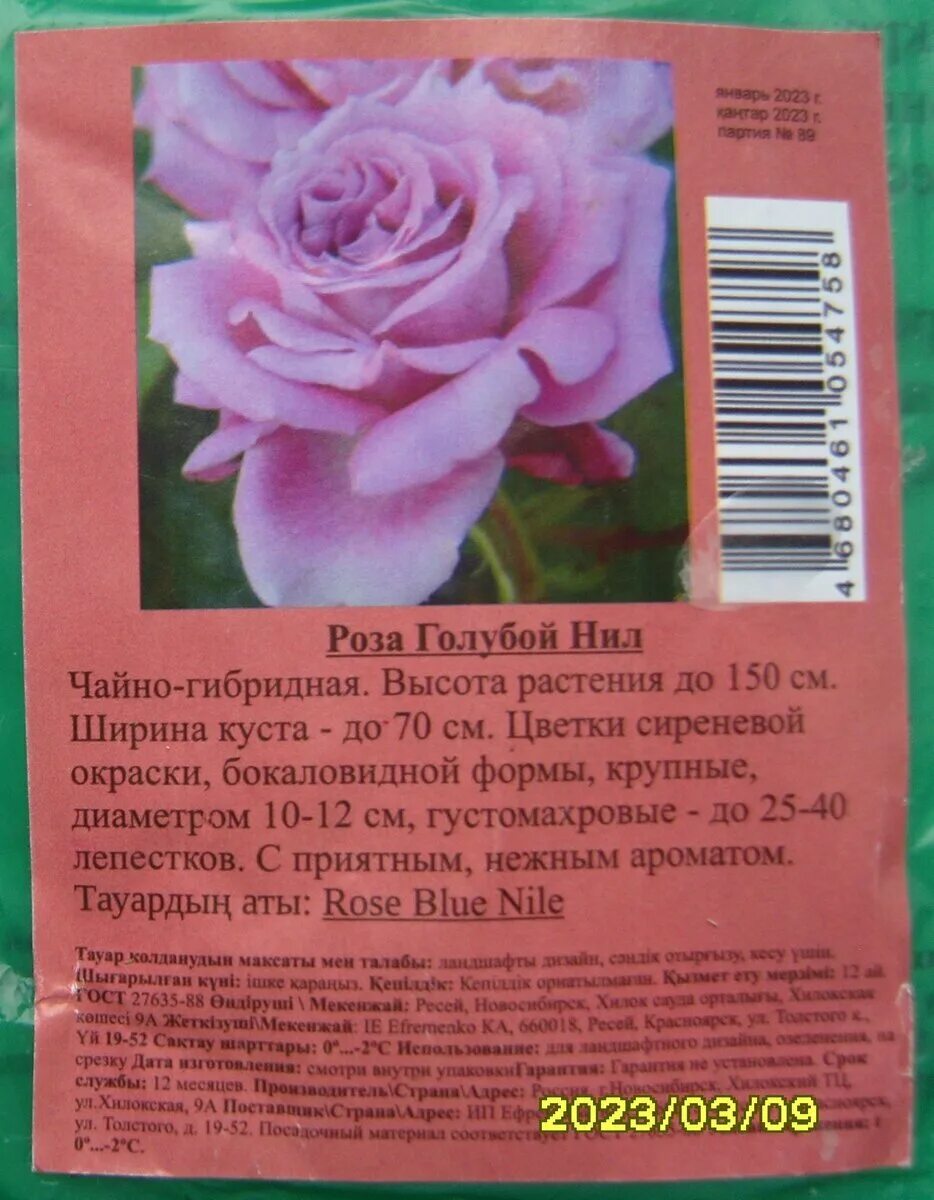 Саженцы роз из светофора. Саженцы роз в упаковке. Розы из светофора. Розы в светофоре 2024