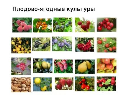 Культурно ягодные растения