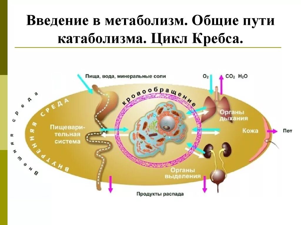 Энергия продуктов распада