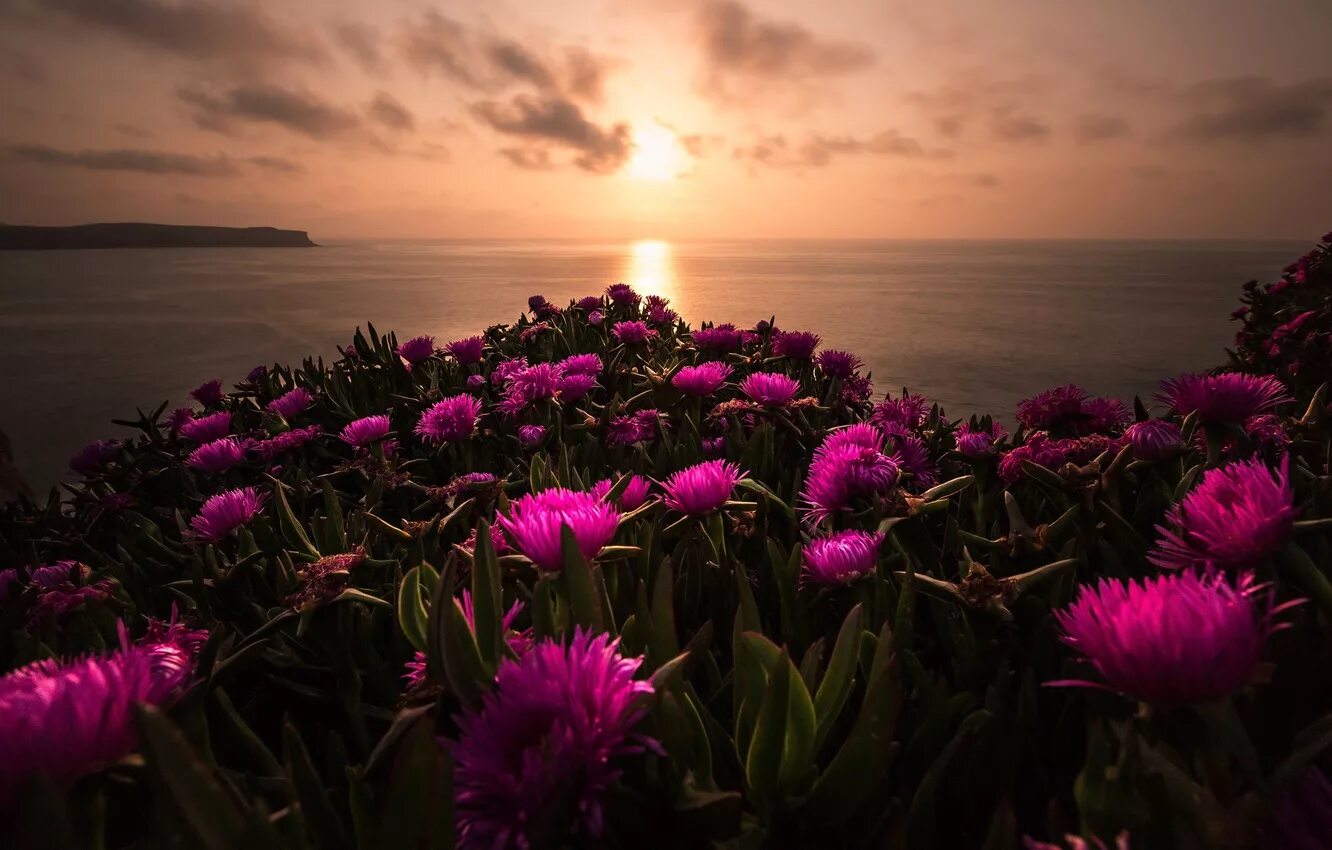 Flower sunset. Цветы и море. Море закат цветы. Вечер море закат и цветы. Букет цветов на фоне моря.