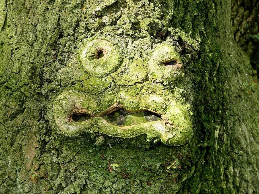 Картинки лицо дерево. Дерево с лицом. Дерево в форме головы. Лица в коре деревьев.