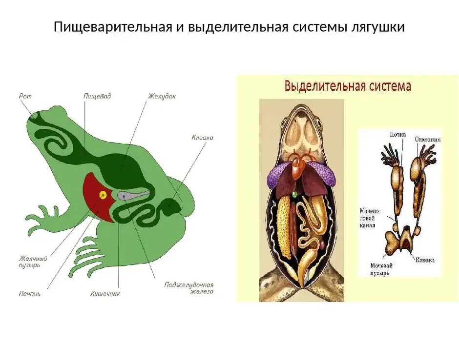 Расположи органы пищеварительной системы земноводного. Выделительная система земноводных схема. Выделительная система лягушки 7 класс. Схема пищеварительной системы лягушки. Выделительная система Жабы.