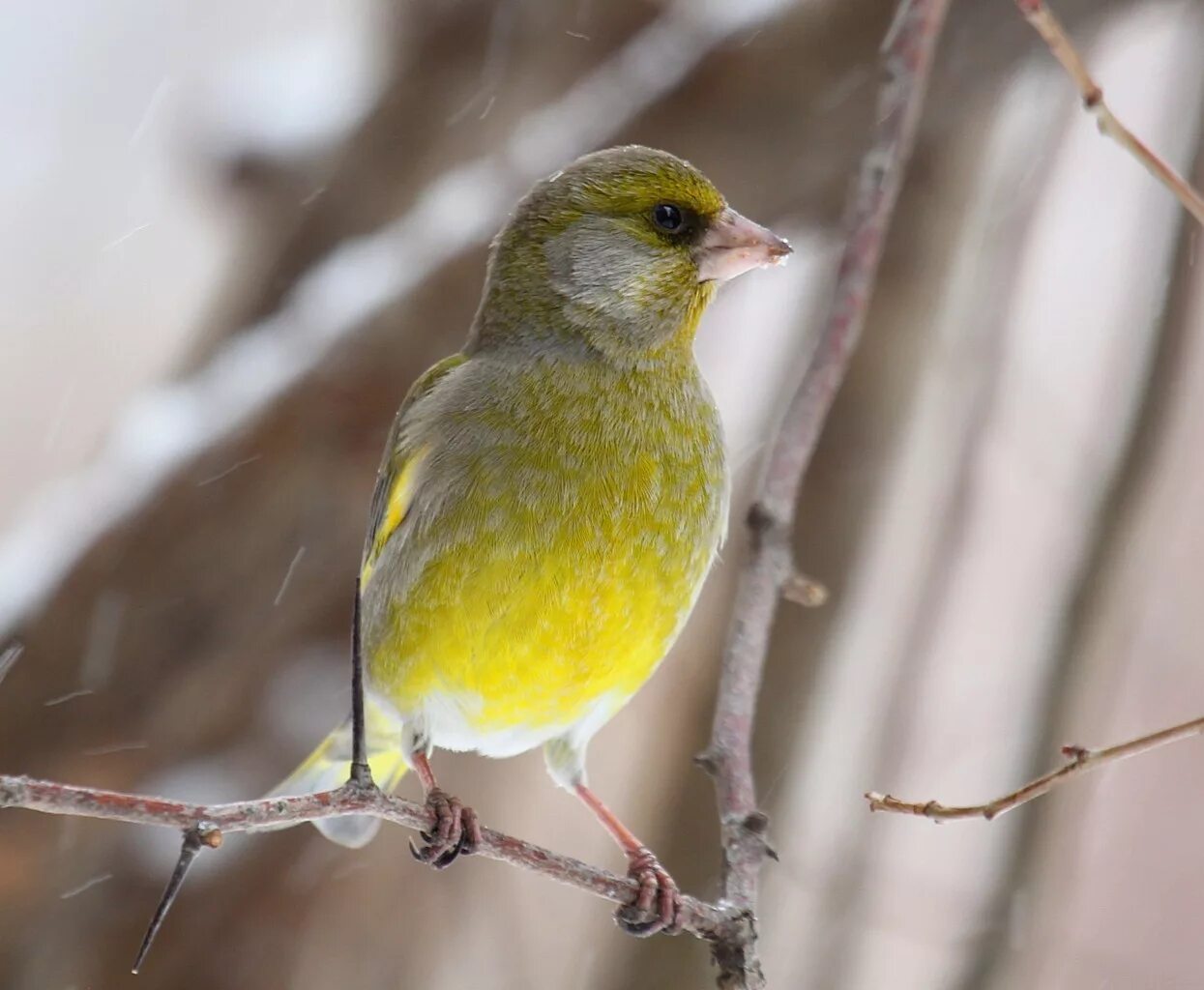 Вьюрки дарвина. Зяблик зеленушка. Птицы семейства вьюрковых. Галапагосские вьюрки дивергенция. Семейство вьюрковые представители.