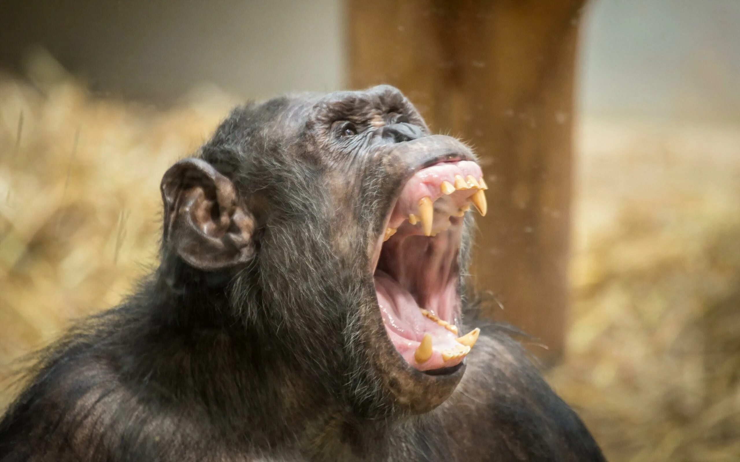 Обезьяна кричит. Кричащая обезьяна. Зубы обезьяны. Зубы шимпанзе.