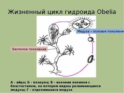 Из споры развивается половое поколение