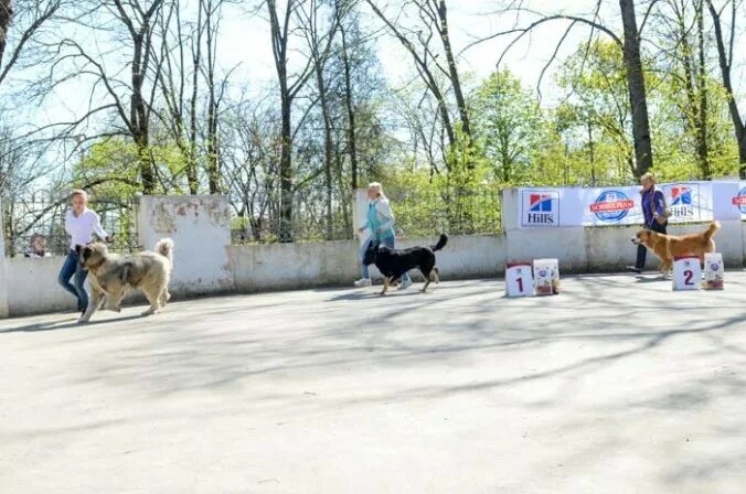 Выставка собак новороссийск