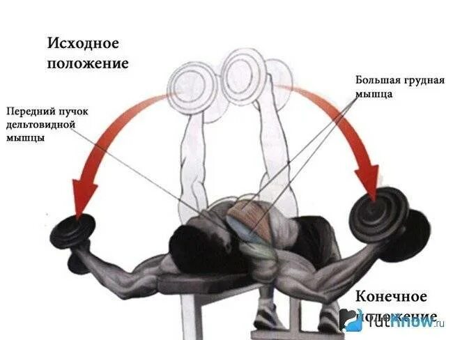 Горизонтальные разведения гантелей. Разводка гантелей лежа на грудные мышцы. Разводка гантелей лежа мышцы. Разведение гантелей лежа мышцы. Разводка с гантелями на горизонтальной скамье.