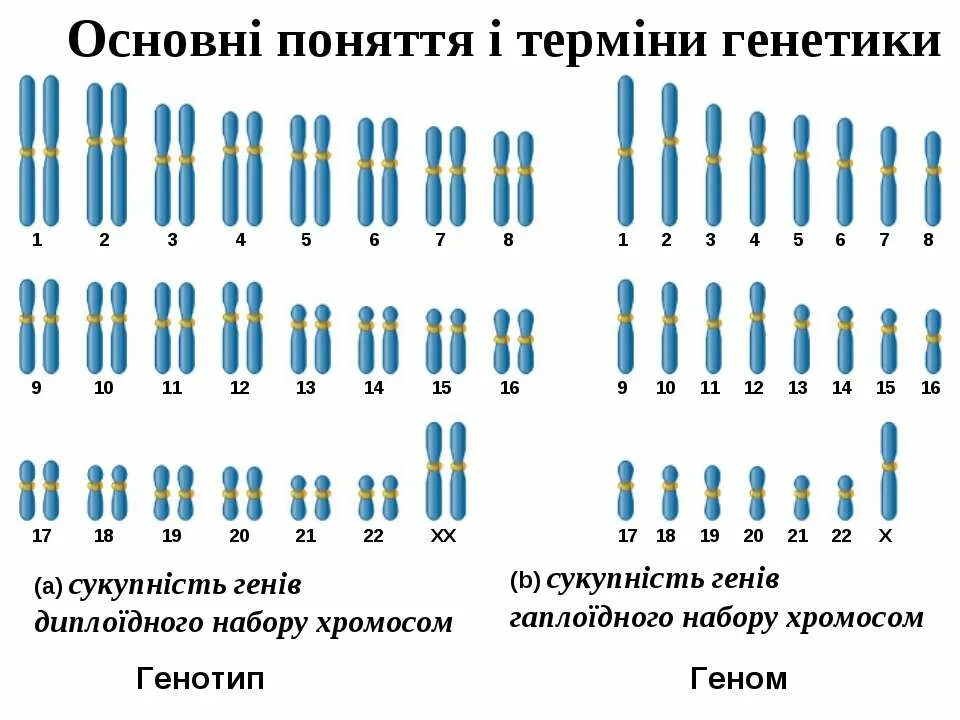 Диплоидный набор хромосом человека сколько. Гаплоидный и диплоидный набор хромосом. Гаплоидный кариотип человека. Хромосомный набор диплоидных и гаплоидных. Кариотип человека диплоидный набор хромосом.