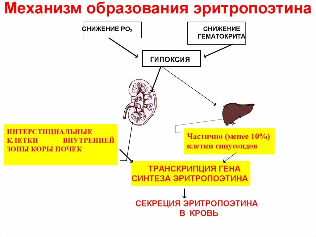 Выработка эритропоэтина. Механизм образования эритропоэтина в почках. регуляция секреции эритропоэтина. эритропоэтин механизм образования. эритропоэтин место образования.