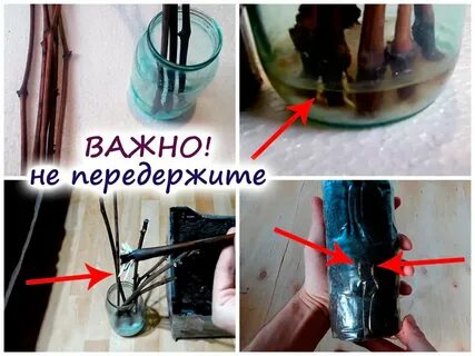 Как укоренить виноградные черенки осенью