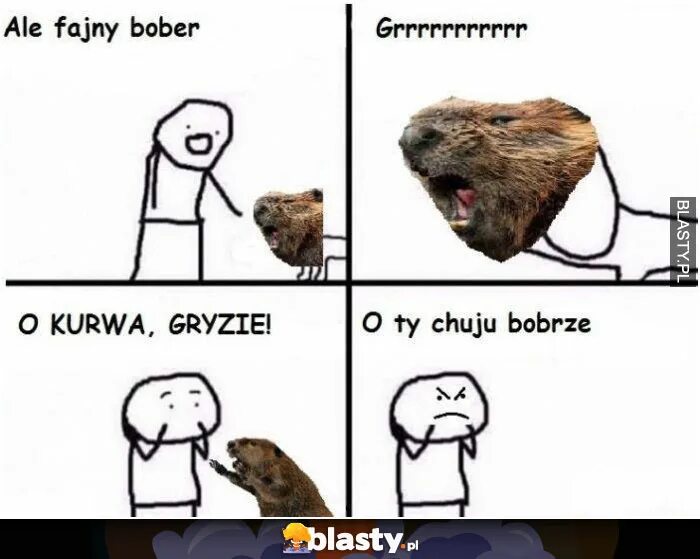 Bobr kurwa ja pierdole jakie bydle. Мемы с бобром. бобер мем. бобер мемы. бобр kurwa.
