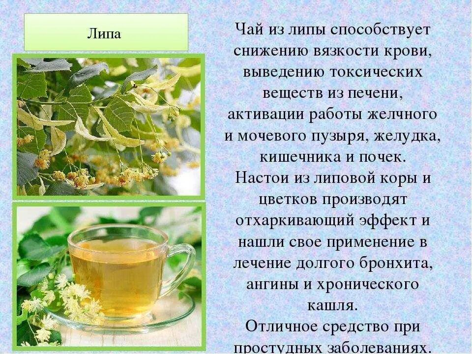 Крапива разжижает или сгущает кровь. Липа чай. Чай с липой полезные. Цветы липы чай. Липа лекарственное растение.
