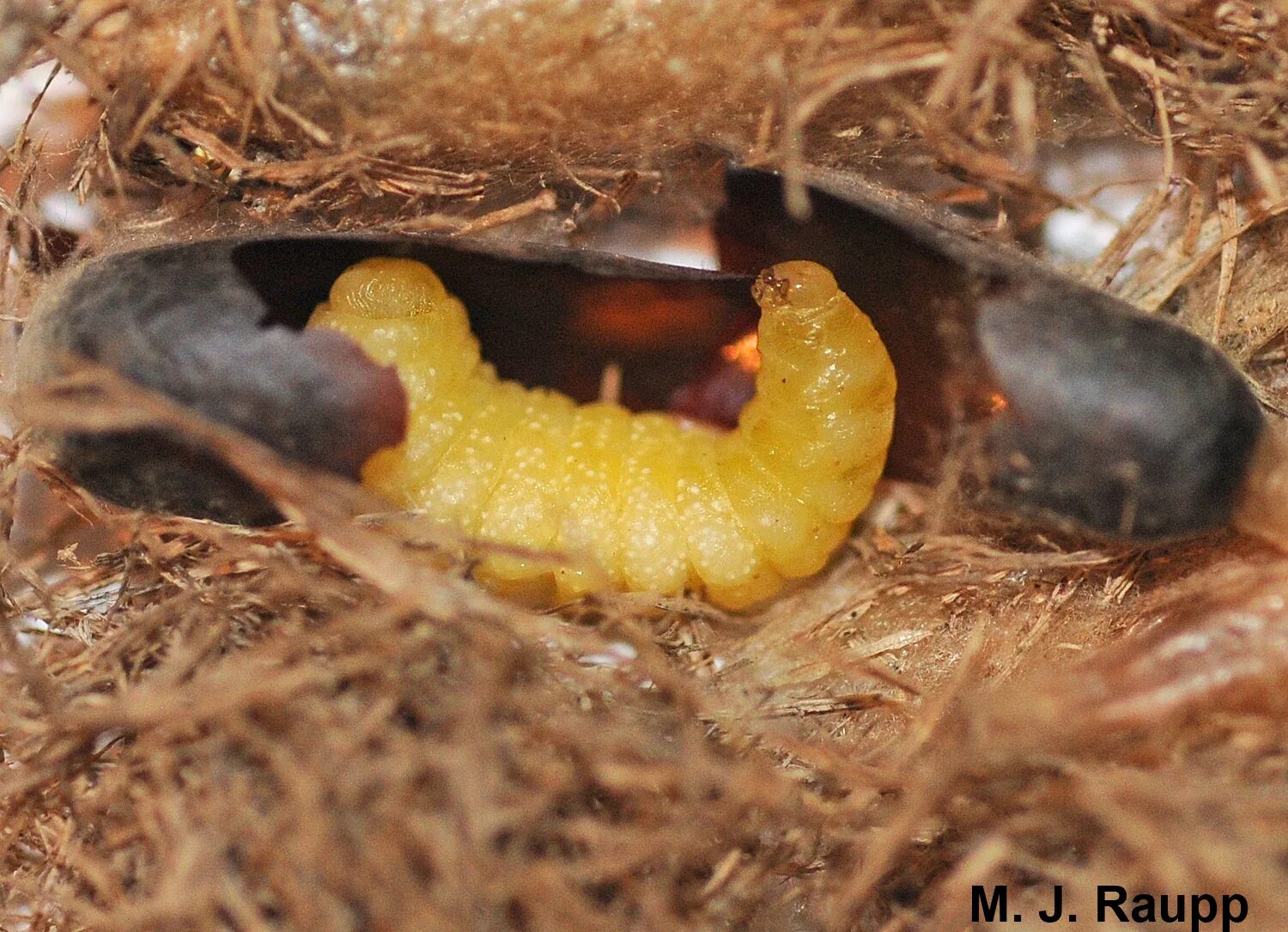 Шершень личинка куколка яйца. Личинка медоносной пчелы. Куколки осы. Королева шершней. Оса пелопей кокон.