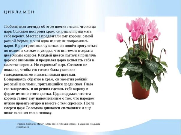 Цикламен описание растения. Родина цикламена комнатного растения. Цикламен Родина растения 2. Короткие легенды о цветах. Цветы 2 раза в год
