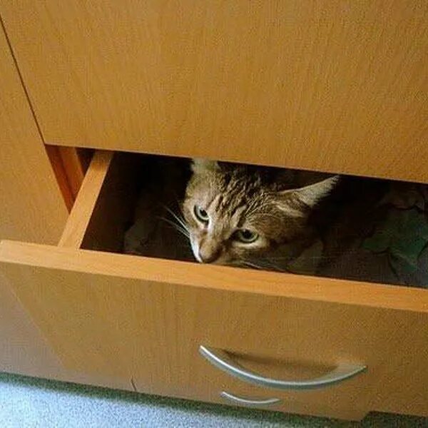 Кошка на шкафу. Котик в шкафу. Кошка полезла в шкаф. Кошка под шкафом. Песня кошки кошки на шкафах