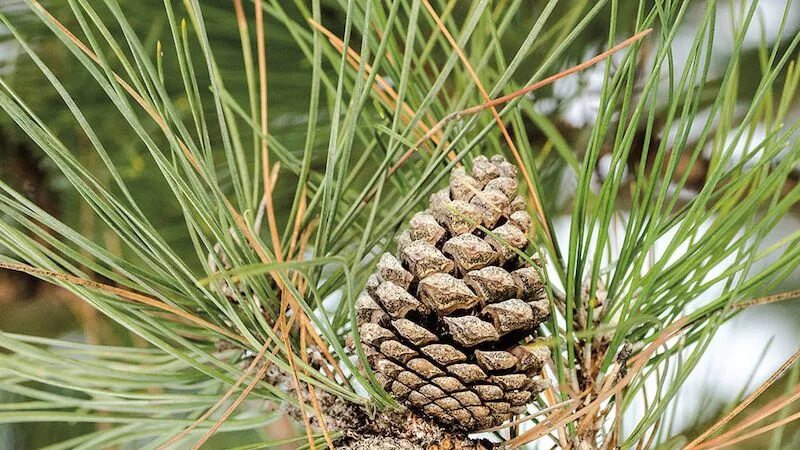 Чешуйка шишки ели. Pinus nigra шишки. Чешуйка шишки сосны. Сосна черная шишки. Сосна черная шишка.