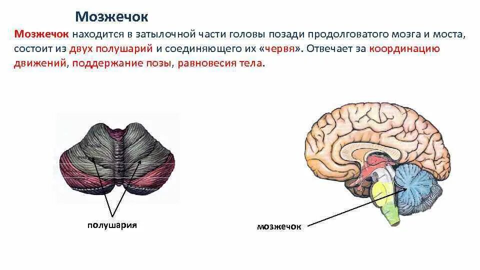 Строение и функции мозжечка головного мозга. Отдел мозга мозжечок функции. Функции отделов головного мозга мозжечок. Мозжечок отдел головного мозга строение и функции. Строение мозжечка в головном мозге.