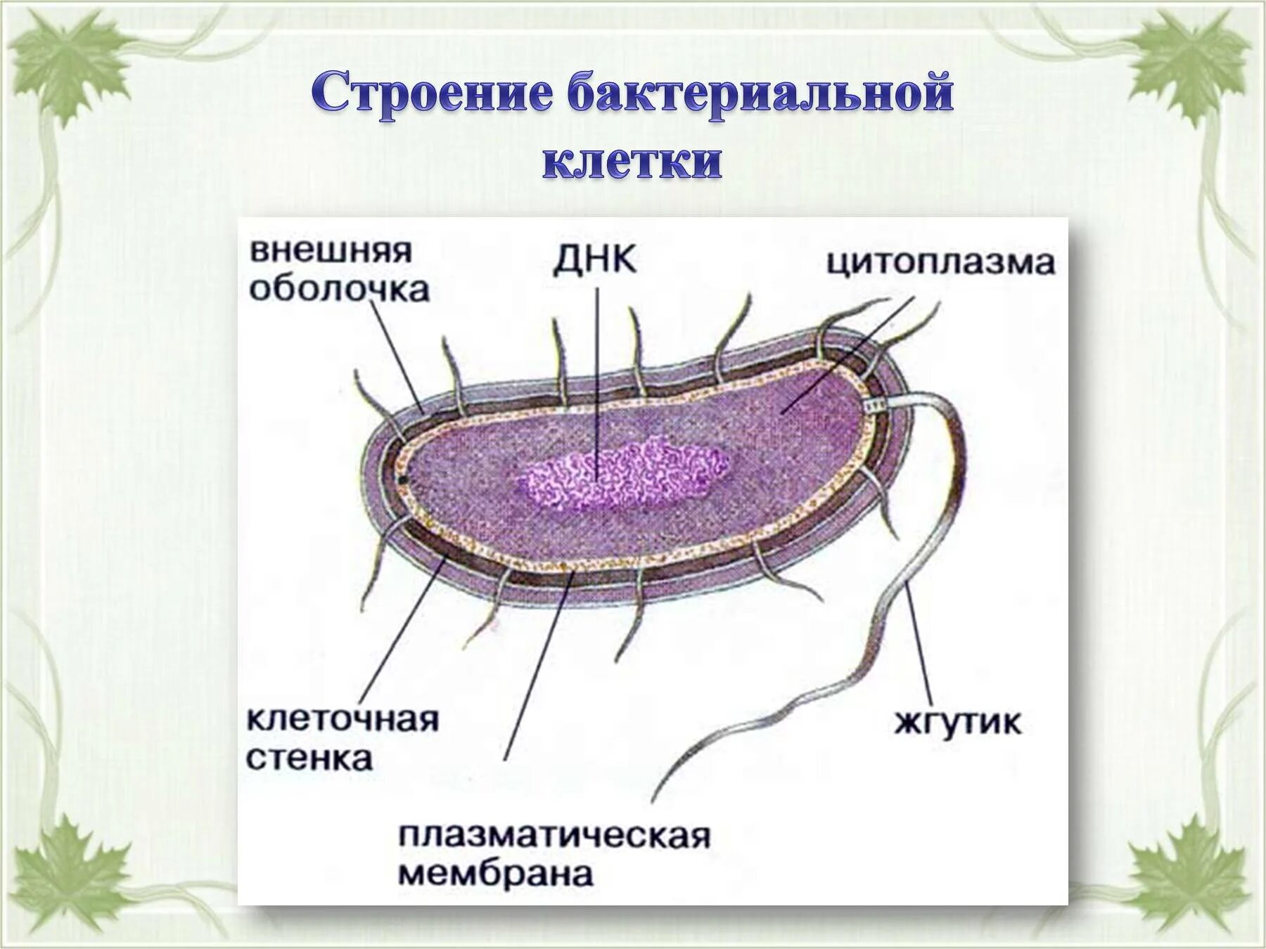 Лабораторная работа изучение строения бактерий на готовых. Схема строения бактериальной клетки 5 класс биология. строение бактериальной клетки 6 класс биология. схема построения бактериальной клетки. строение бактериальной клетки клетки.
