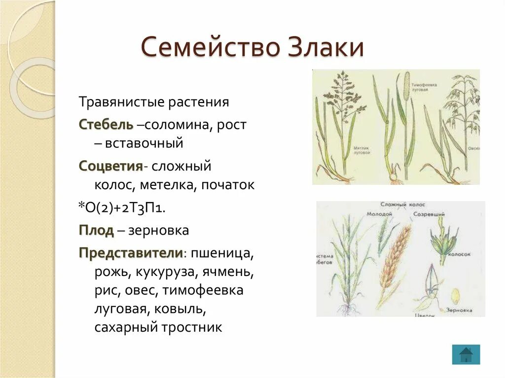 Злаковые описание. Однодольные растения семейство злаки. Семейство злаки Мятликовые плод. Семейство злаки Мятликовые таблица. Описание класса Однодольные семейства злаковые.