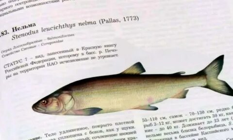 Нельма штраф